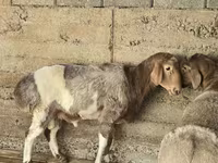 Qoʻchqor, Arashan sheep — 2-rasm