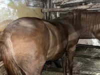 母马, Horses — 照片 1