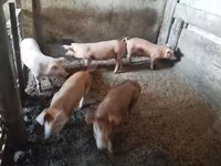 ሴት አሣማ, Pigs — ፎቶ 2
