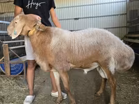 مینڈھا, Arashan sheep — تصویر 3