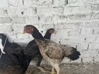 Chickens — foto 1