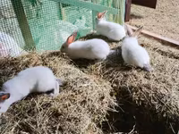 Chickens — foto 3