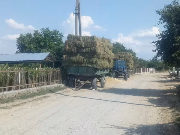 Lucerna, Paie, Balot, Tiuc