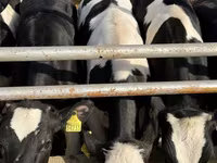 Vache, Russian Black pied cattle — photo 4