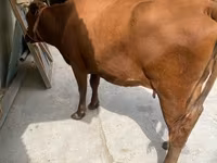 Vacă, Rasa Holstein — foto 7