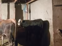 ወንድ በሬ, Cattle — ፎቶ 4