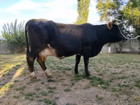 گاو ماده, Russian Black pied cattle — عکس 3