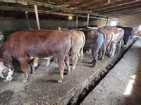 Banteng, Simmental cattle — foto 8