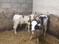 ወንድ በሬ, Simmental cattle — ፎቶ 3