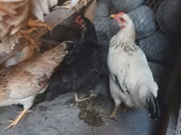 Chickens — φωτογραφία 6