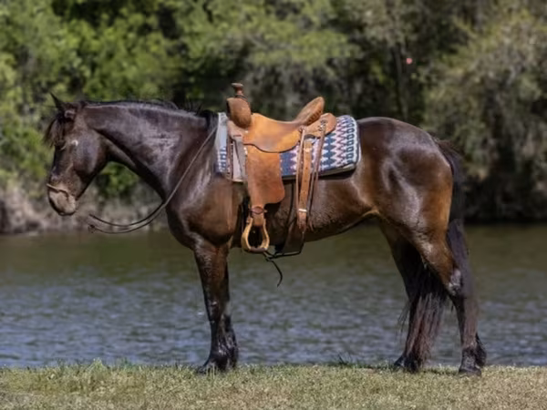 Kuda betina, Friesian