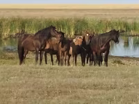 Cavallo, Cavalli — foto 4