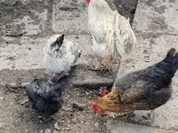 Chickens — 사진 2