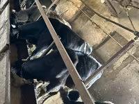 Dibi, Cattle — sawirka 2
