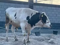ወንድ በሬ, Holstein breed — ፎቶ 1
