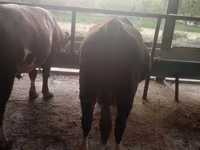 گاو نر, Simmental cattle — عکس 1