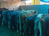公牛, Cattle — 照片 6