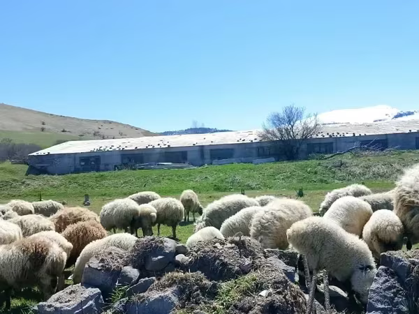 Sheep, Sheep — Armenia