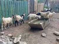 Kozel, Pomellata goat — foto 7