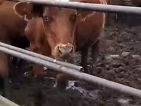Mucca, Swiss cattle — foto 3