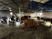 Lembu jantan, Simmental cattle — foto 7