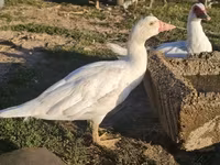 Ducks — foto 1