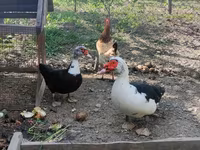Domestic Muscovy — photo 2