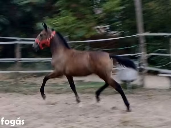 Азаргагүй морь, Lipizzaner