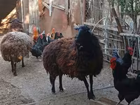 میش, Karabakh sheep — عکس 3