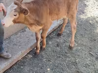 گاو و گوساله (گروه، جنسیت مشخص نشده), Simmental cattle — عکس 5