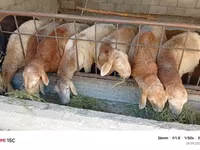 የጎትት አውራ በግ, Rhon sheep — ፎቶ 1