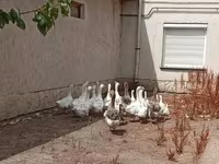 Geese — 5. fotó