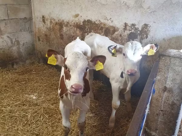ወንድ በሬ, Simmental cattle