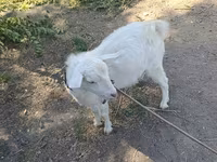 Ziege, Saanen goat — Foto 3