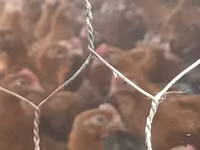 Chickens — รูปภาพ 1