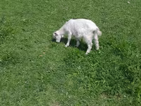 Kozy (šarže, pohlaví neuvedeno), Kozy — foto 1