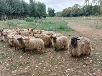 Owce (partia, płeć nieokreślona), Racka sheep — zdjęcie 3