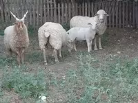 Baran, Owce — zdjęcie 1