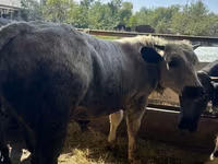 گاو نر, Swiss cattle — عکس 1