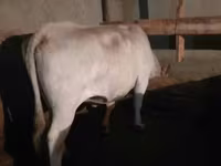 گائے, آولییکول نسل — تصویر 1