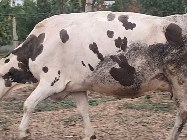 گاو ماده, Russian Black pied cattle