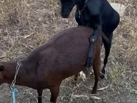 Ямааны ухна, Murcia-Granada goats — 1 зураг