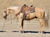 公马, Quarter Horse — 照片 5