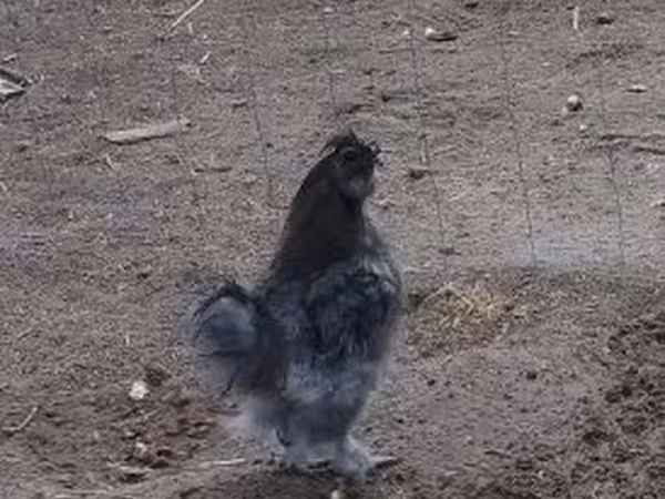 Silkie