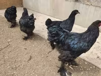 Brahma — foto 6