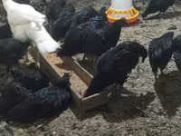 Chickens — عکس 1