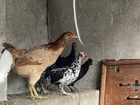 Chickens — zdjęcie 1