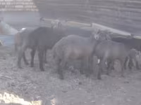 公羊, Arabi sheep — 照片 3