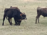 Skot (série, pohlaví neuvedeno), Swiss cattle — foto 3