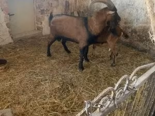 Козел, Alpine goat